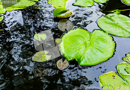 Image of Lily pads on water surface