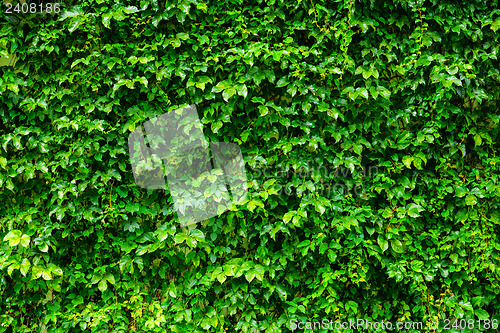 Image of Green plant wall