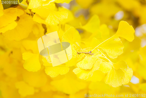 Image of Yellow leaves of ginkgo