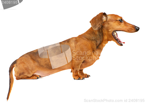 Image of Dachshund dog