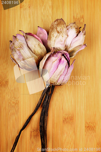 Image of Dead pink lotus