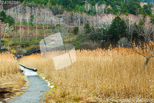 Image of Walkway in the autumn forest