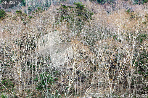 Image of Autumn forest