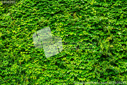 Image of Green ivy wall