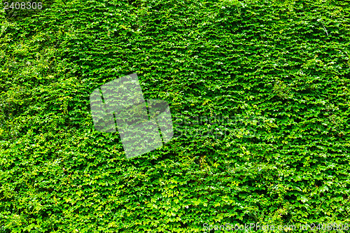 Image of Green plant wall