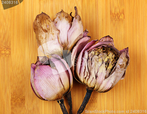 Image of Dead lotus close up