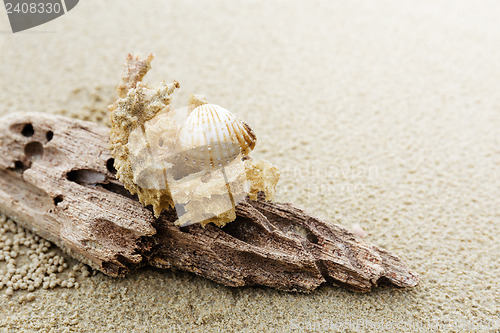 Image of Driftwood and coral on beach