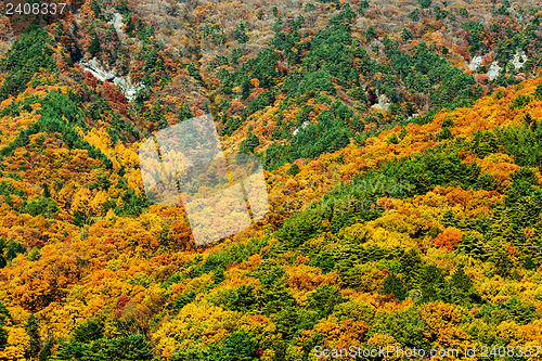 Image of Autumn forest on mountain