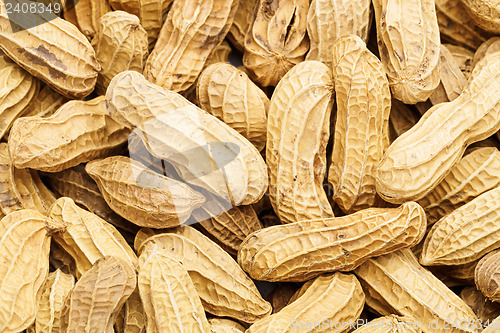 Image of Peanut