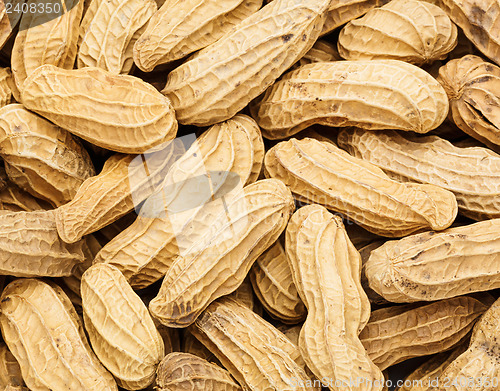 Image of Peanut