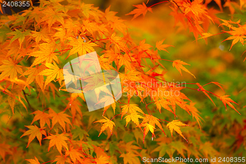 Image of Maple tree