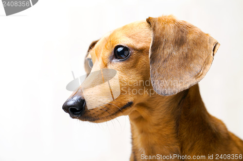 Image of Dachshund dog