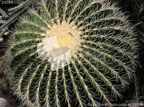 Image of Cacti