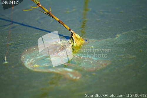 Image of Algae polluted water (  green scum)