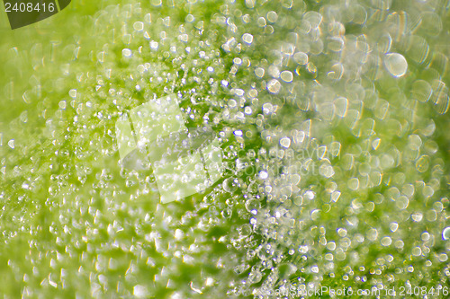 Image of  drops of water