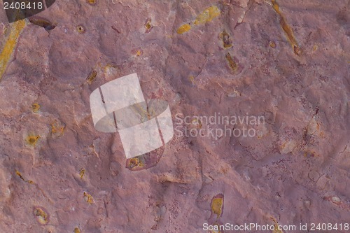 Image of invertebrate fossils