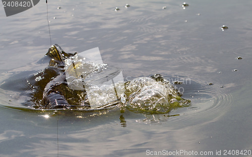 Image of pike fishing