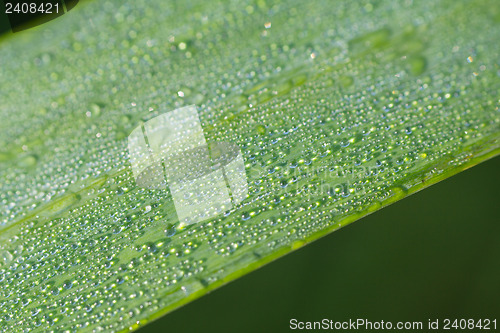 Image of dew drop 3