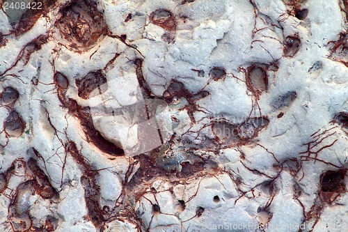 Image of invertebrate fossils