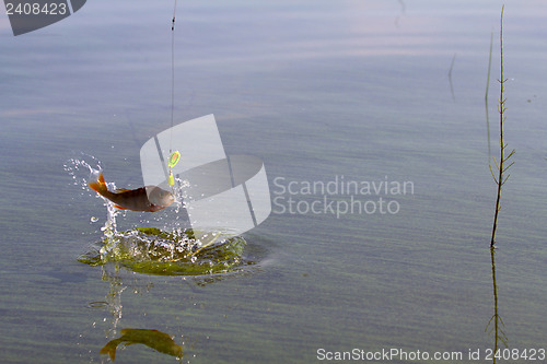 Image of Perch fishing