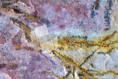 Image of invertebrate fossils