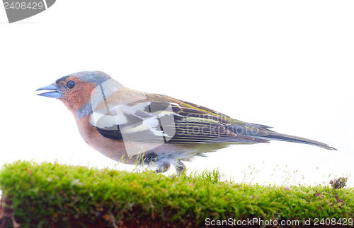 Image of chaffinch bird