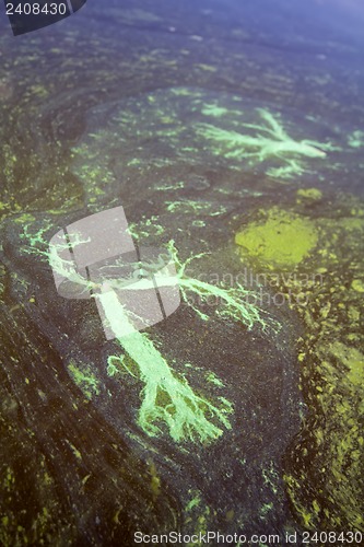 Image of Algae polluted water (  green scum)