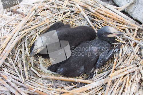 Image of chick of a cormorant