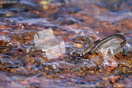 Image of bleak fish