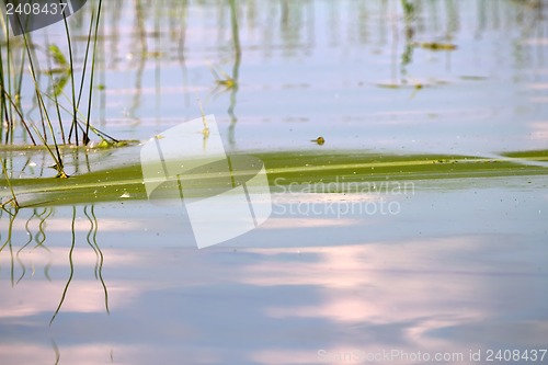 Image of Algae polluted water (  green scum)