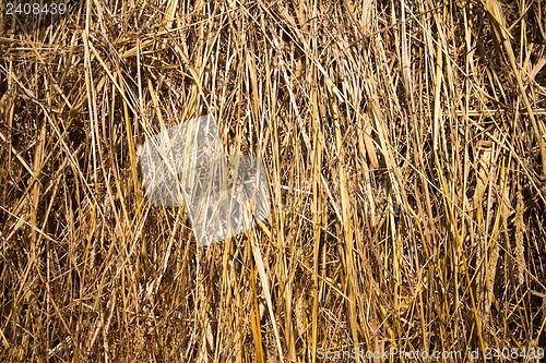 Image of Dry hay