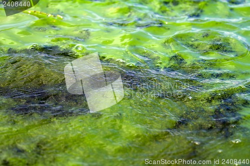 Image of Algae polluted water (  green scum)