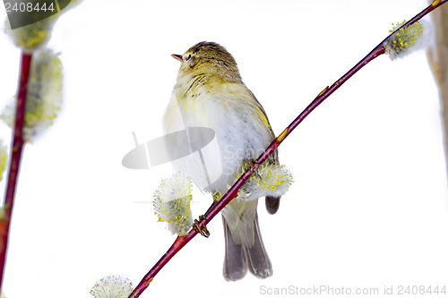 Image of willow warbler bird