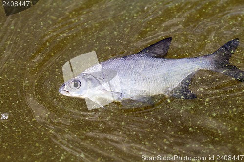 Image of fish poisoned