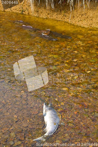 Image of humpback salmon