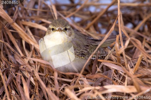 Image of willow warbler bird