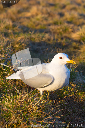 Image of common seagull bird
