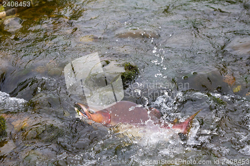 Image of humpback salmon