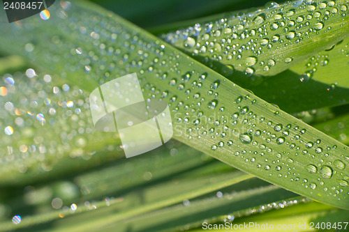 Image of dew drop 2