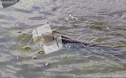 Image of pike fishing