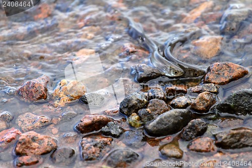 Image of bleak fish