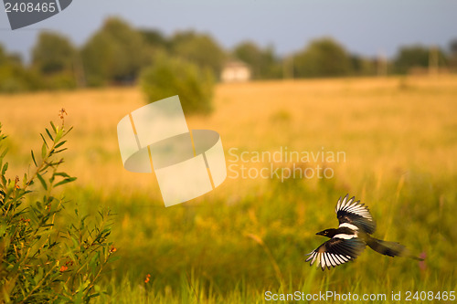 Image of magpie in flight (Pica pica)