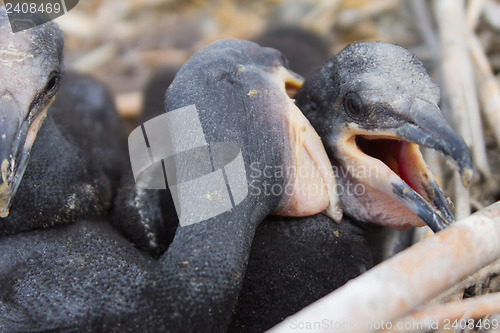 Image of chick of a cormorant