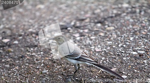 Image of   white wagtail (Motacilla alba)