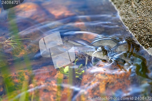 Image of bleak fish