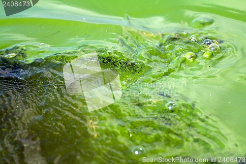 Image of Algae polluted water (  green scum)