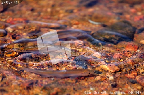 Image of bleak fish