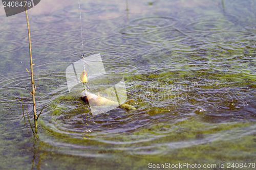 Image of Perch fishing