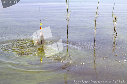 Image of Perch fishing