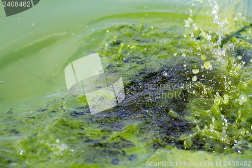 Image of Algae polluted water (  green scum)